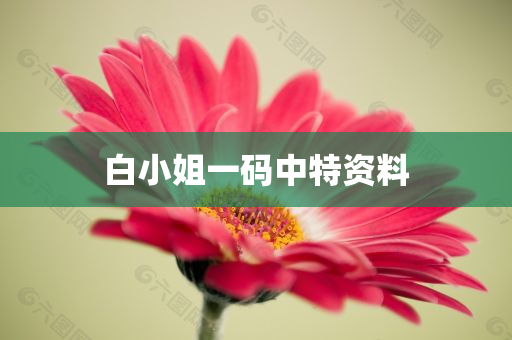 白小姐一码中特资料